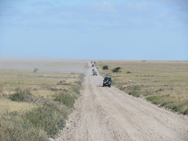 romeria en el serengueti